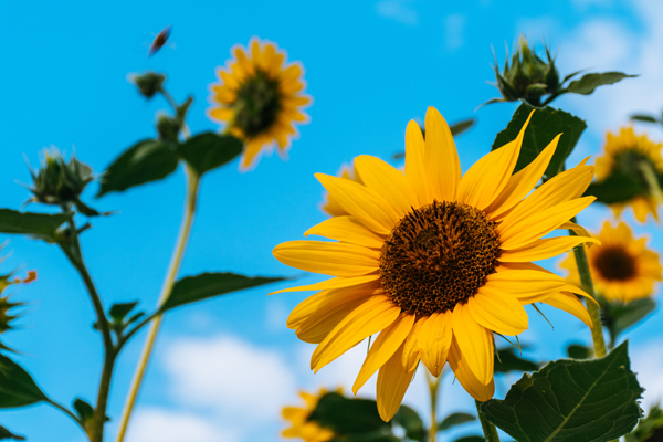 grow your own sunflowers