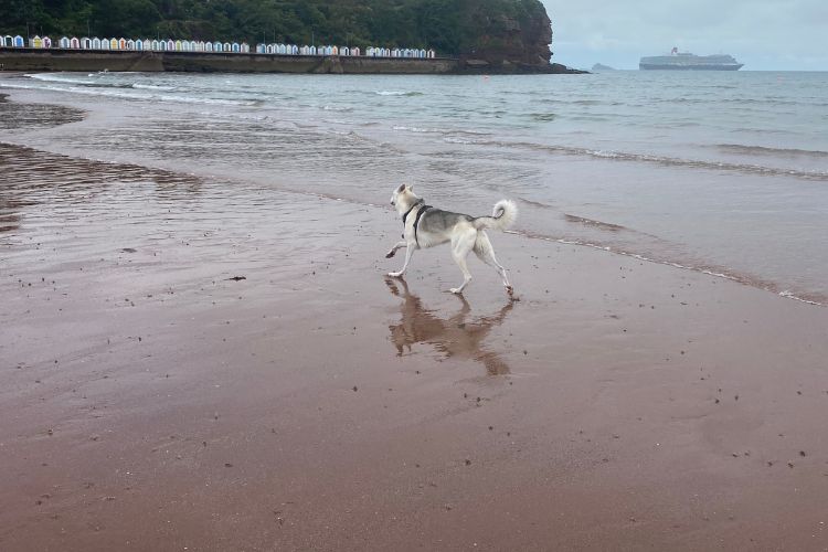 A dog running around on the beach at Goodrington